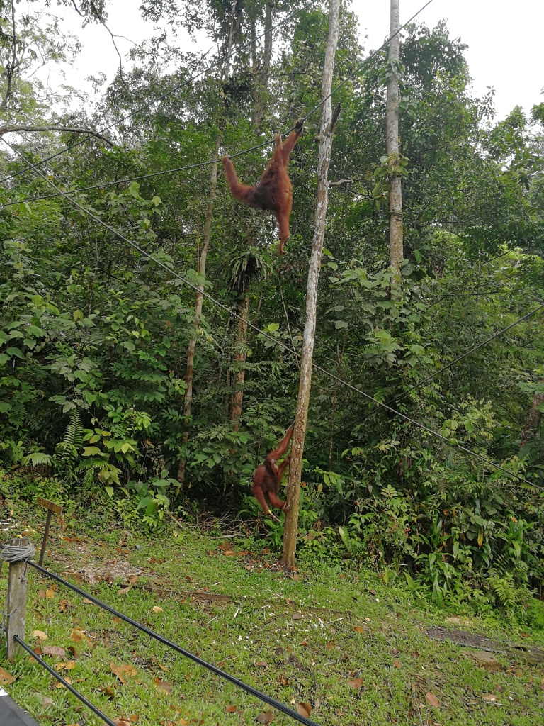 Semenggoh orangutanų rezervatas