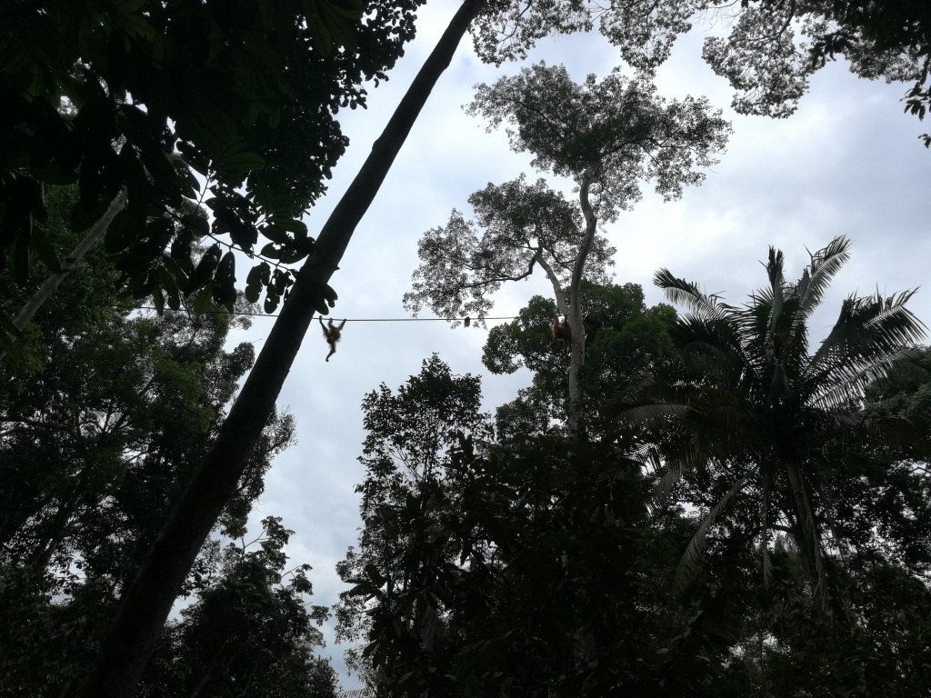 Semenggoh orangutanų rezervatas